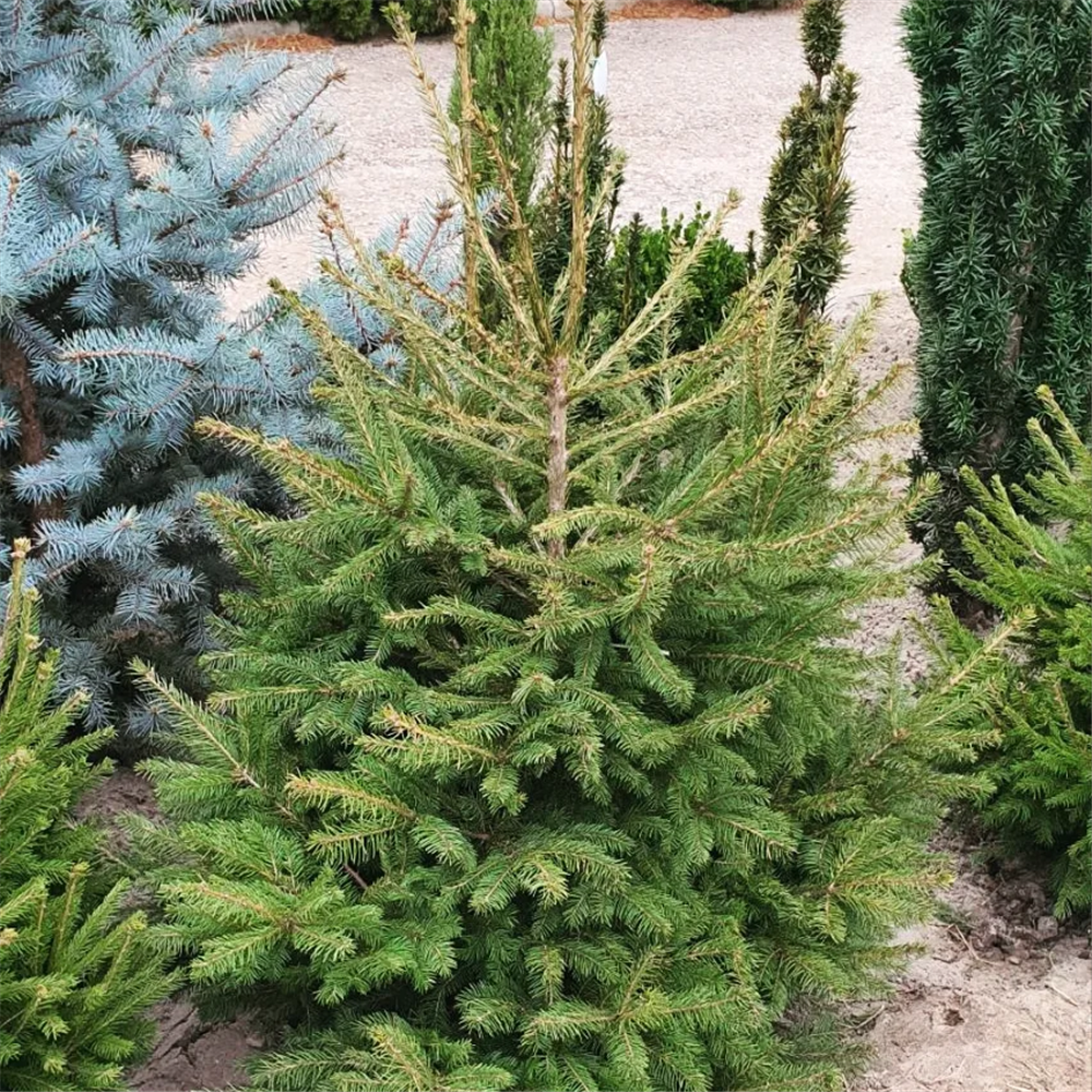 Picea abies, Smrča 130 cm