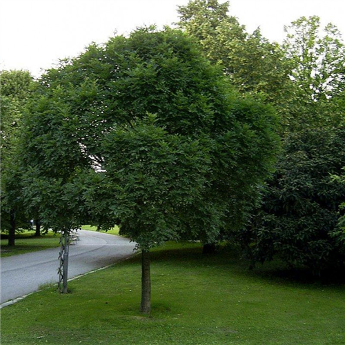 Fraxinus excelsior Globosa, Kuglasti jasen