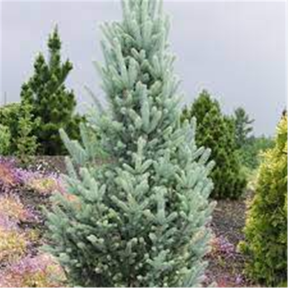 Picea pungens "Royal Knight"