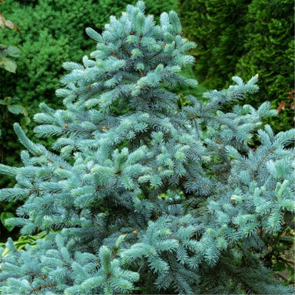 Picea pungens Hoopsii