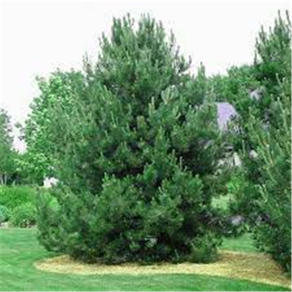 Pinus Nigra, Crni bor