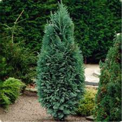 Chamaecyparis lawsoniana "Columnaris"