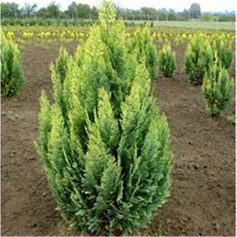 Chamaecyparis lawsoniana "Alumii gold"