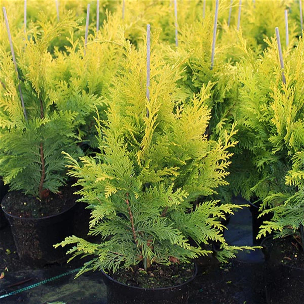 Chamaecyparis lawsoniana "Lane"