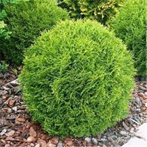 Thuja occ. 'Tiny Tim'