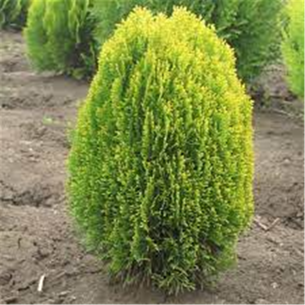 Thuja orientalis "Aurea Nana"