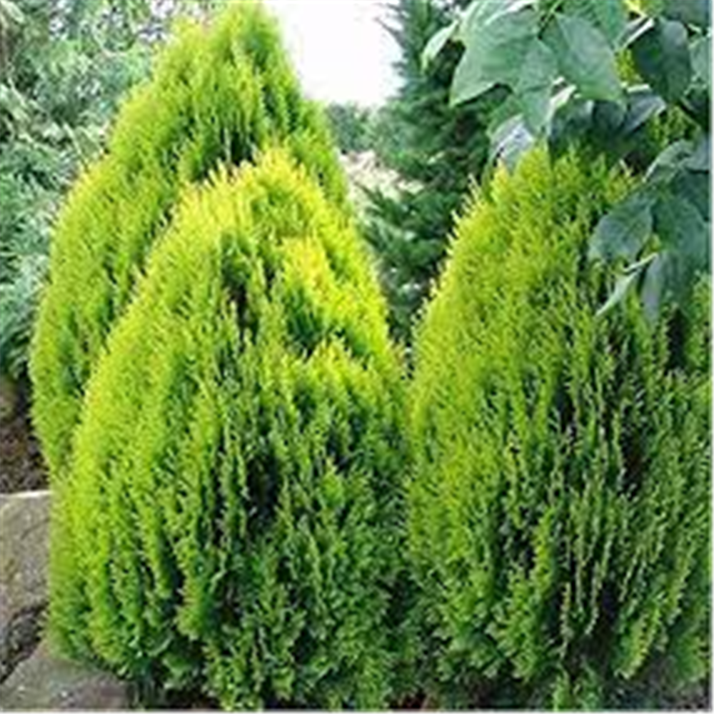 Thuja Occ "Compacta Gold"