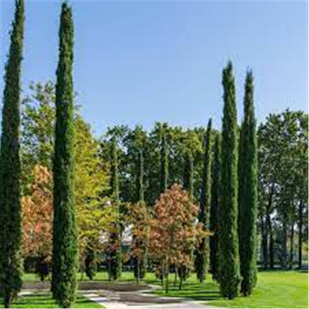 Cupressus sempervirens "Glauca"