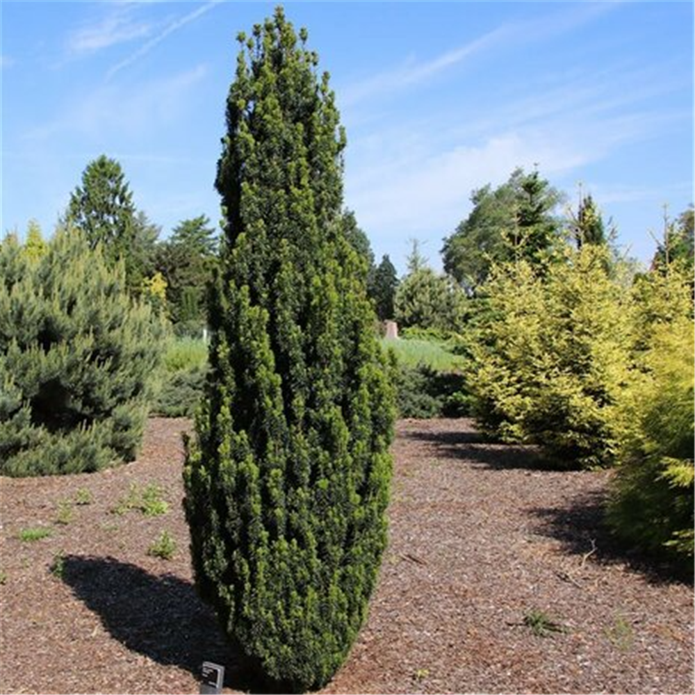 Taxus baccata 'Fastigiata'