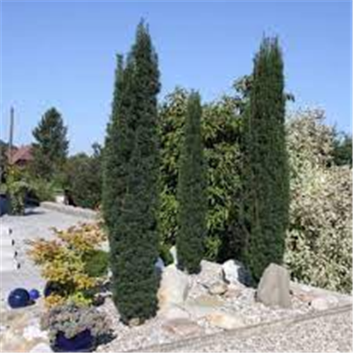 Taxus baccata 'Fastigiata Robusta'