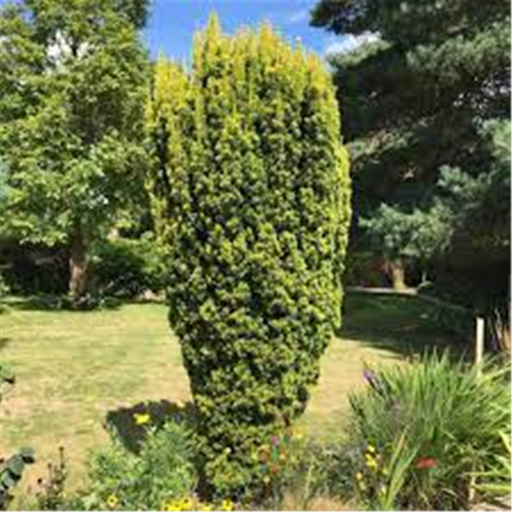 Taxus baccata 'Fastigiata Aurea'