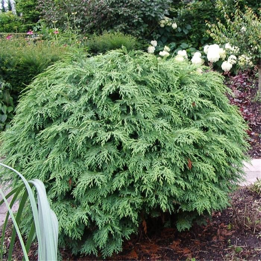 Chamaecyparis lawsoniana 'Globus'