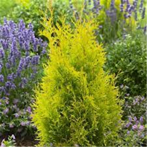 Thuja occidentalis "Sunny Smaragd"